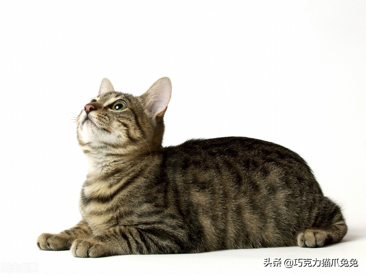 养猫感觉喉咙有毛,养猫感觉屋里味道难闻有危害