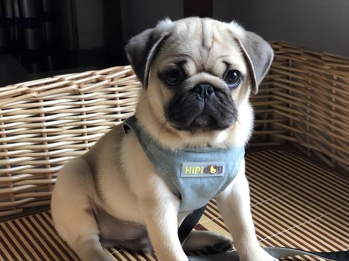 巴哥犬泪痕怎么处理,巴哥犬泪痕怎么解决