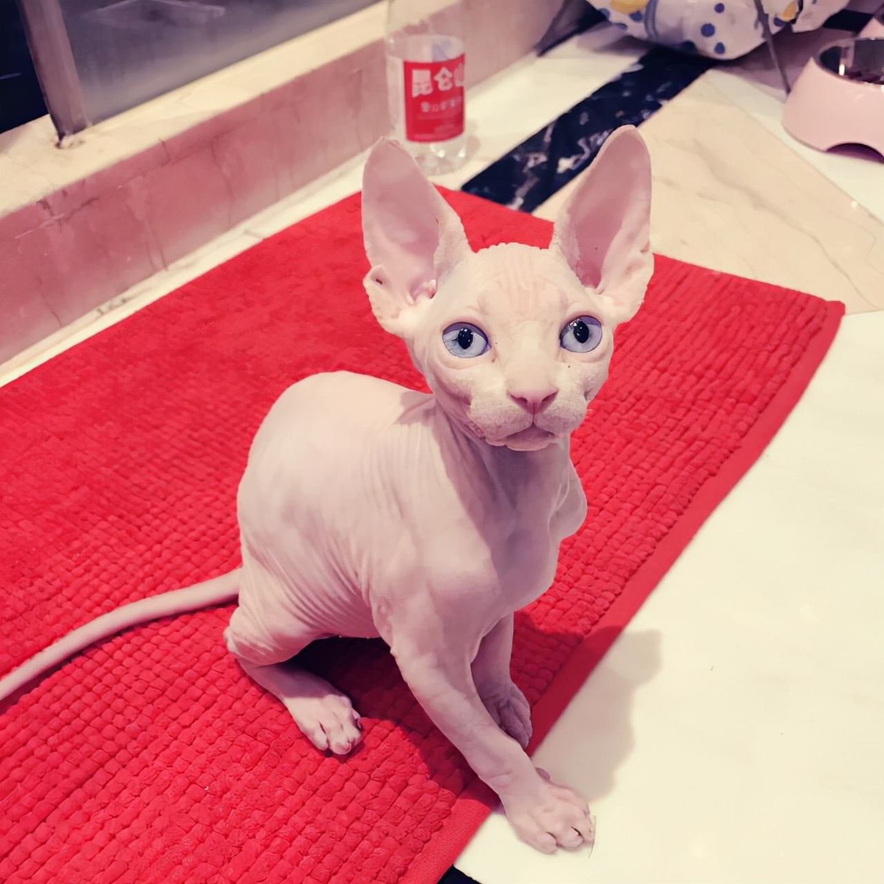 这几种猫不要养,哪几种猫便宜又好养