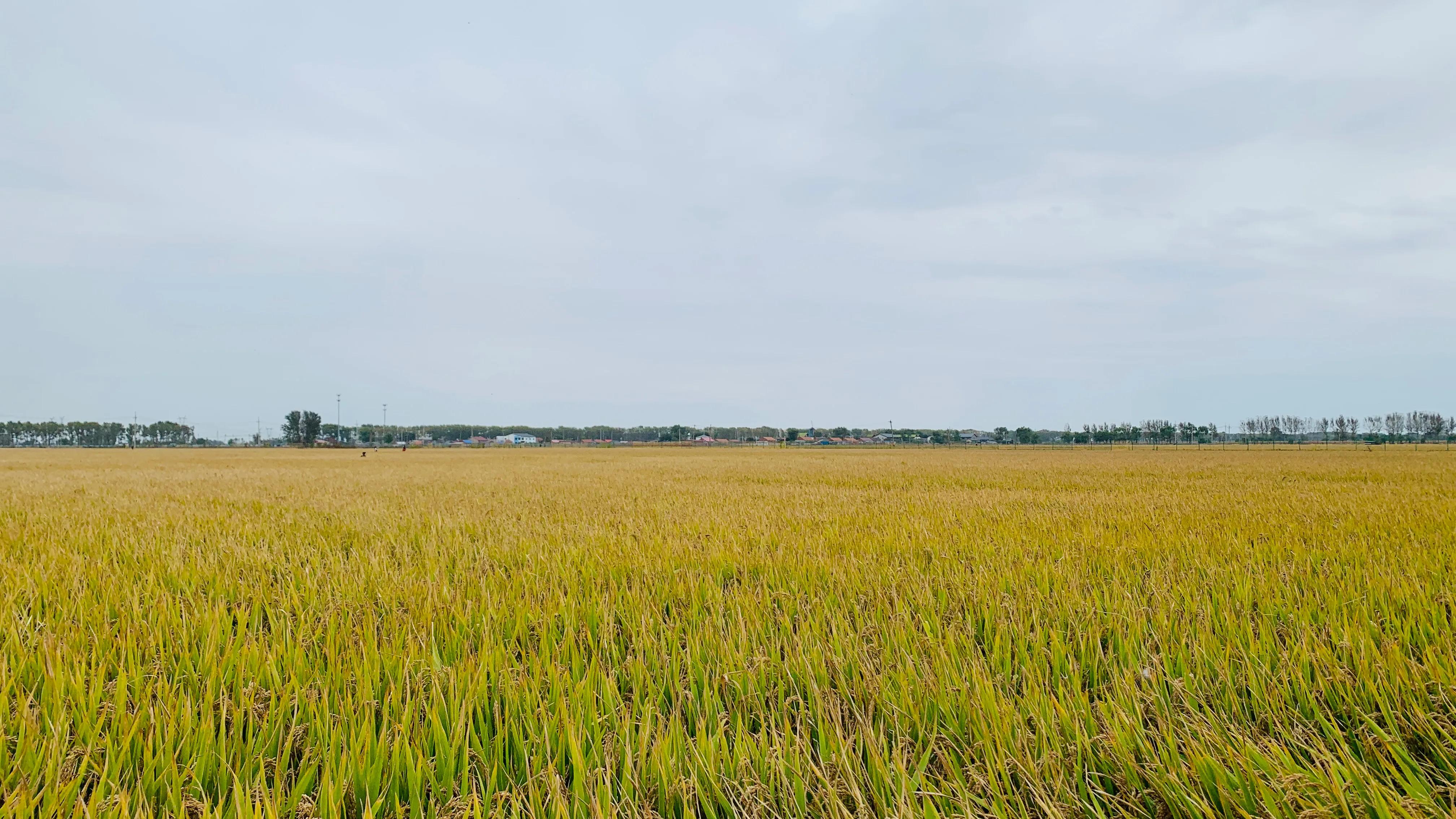 沈阳旅游景点稻梦空间,沈阳稻梦空间一日游攻略