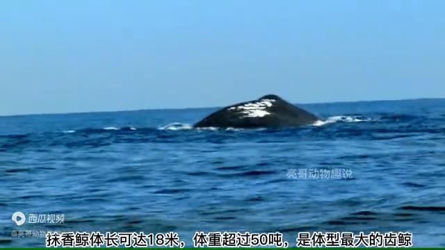 用最原始的弓箭捕鱼,利用原始工具捕鱼