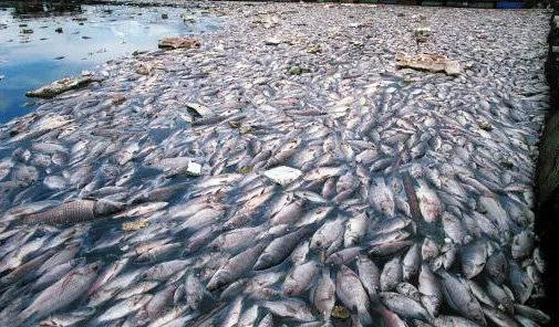 太仓港进口日本核海鲜是否滞销,苏州太仓港的日本海鲜进口事件