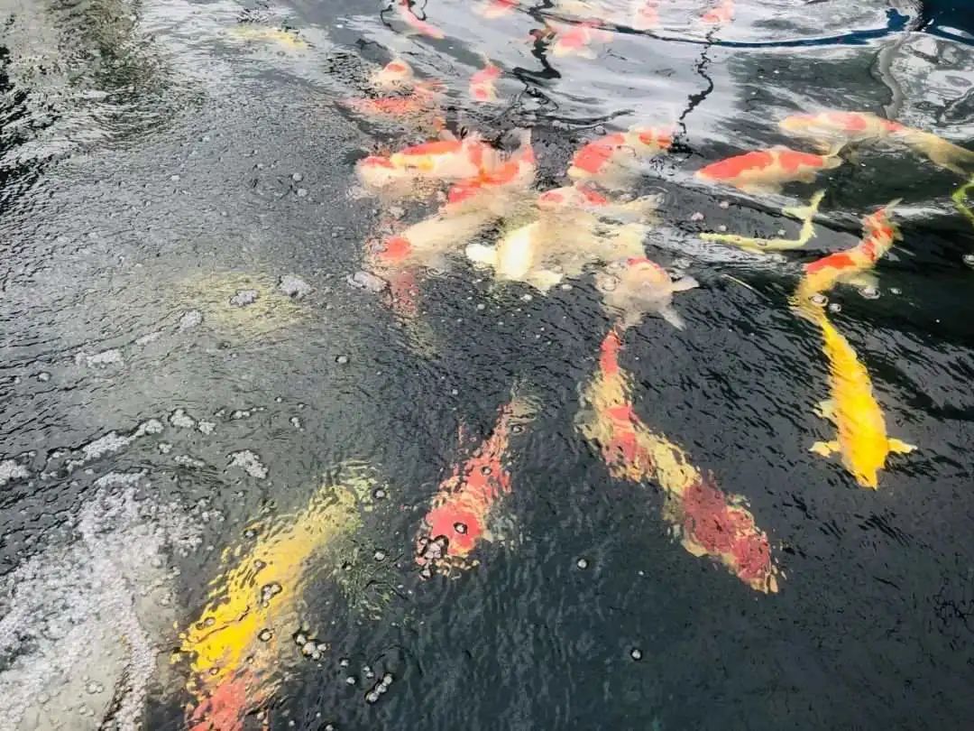 开眼界的鱼卖了7万元,开眼界的鱼叫什么鱼