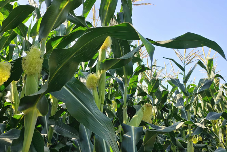 处暑下雨好与晴朗天气好区别,处暑当天下雨怎么说