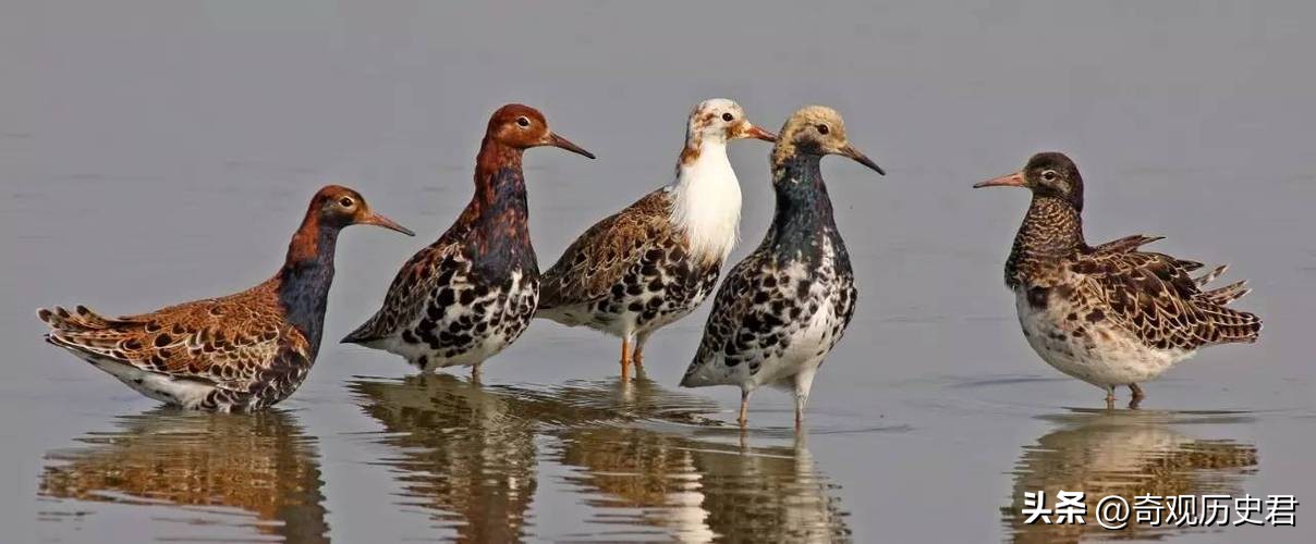 动物和人类行为的研究,有关动物行为的研究