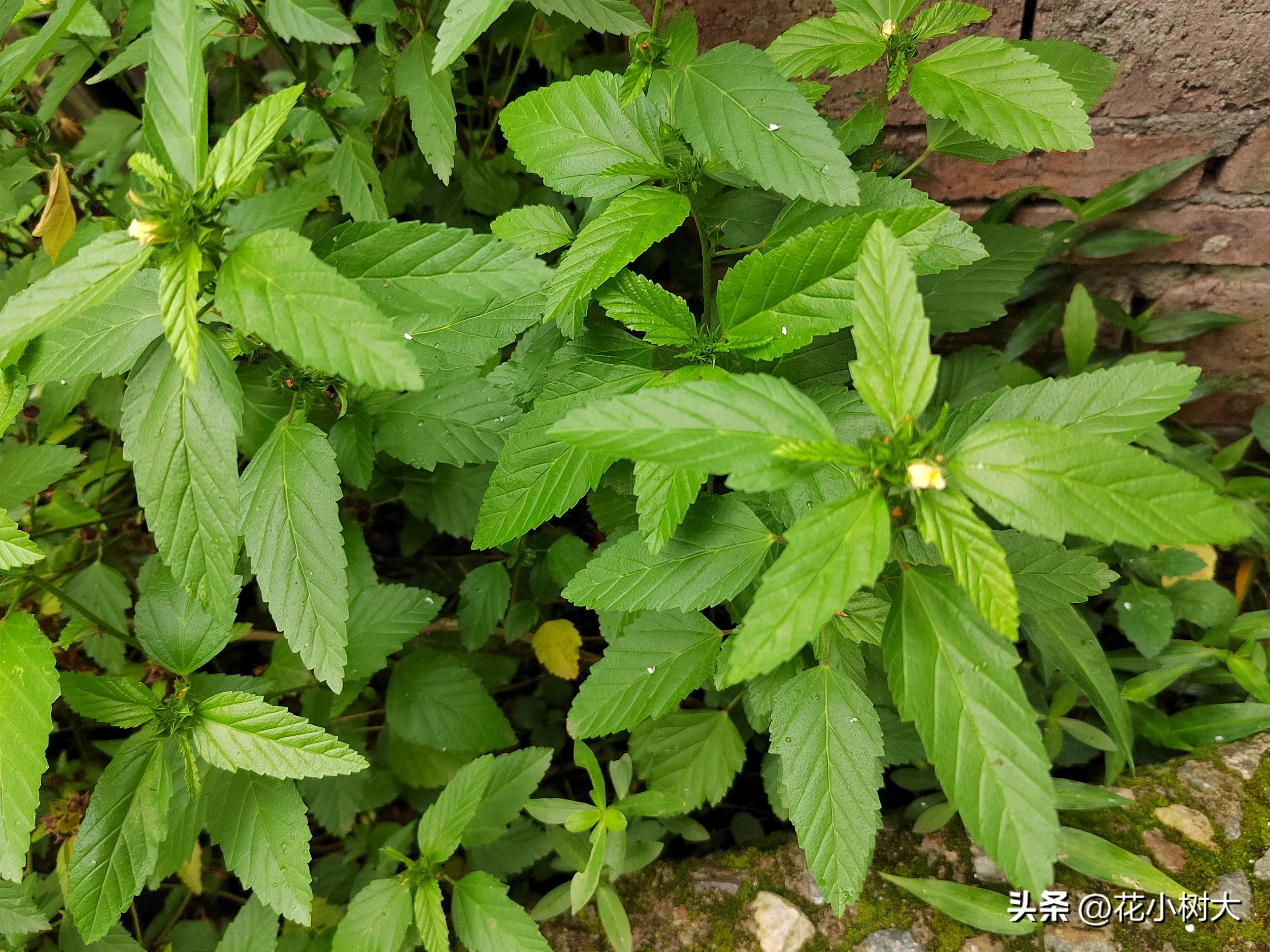 植物图鉴菊花,植物视频实拍