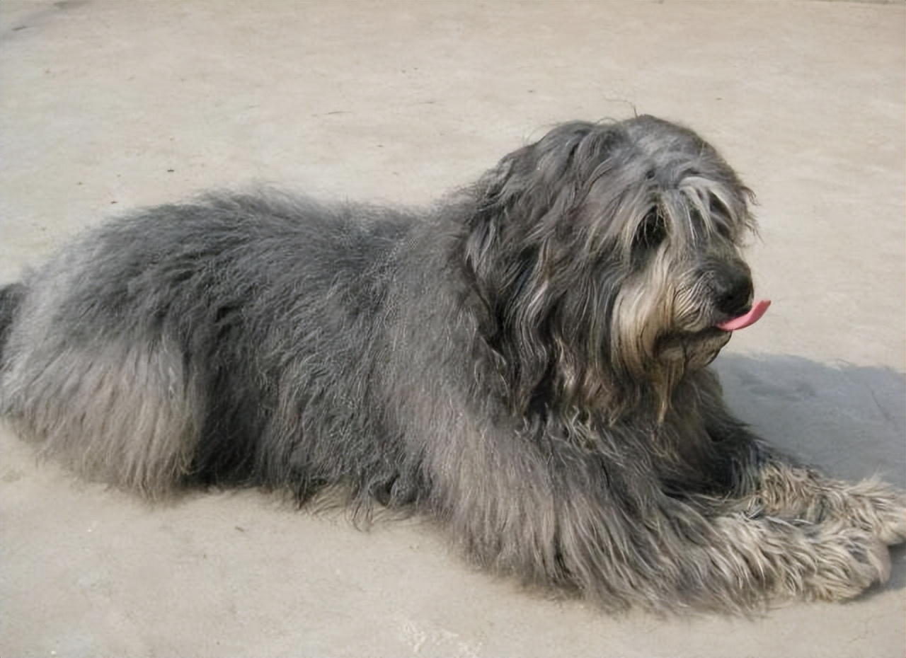 30种常见犬图片,40种常见名犬图片