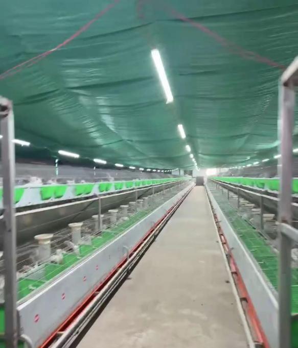 养兔子怎么干净卫生,养兔子的缺点和坏处