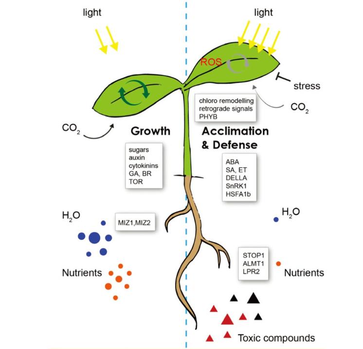 马铃薯种植与加工进展论文,马铃薯生产现状及发展趋势