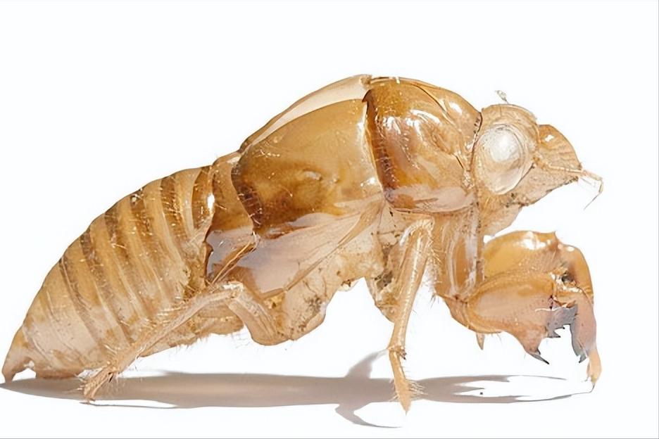 在美国知了猴泛滥,中国人在美国吃知了猴