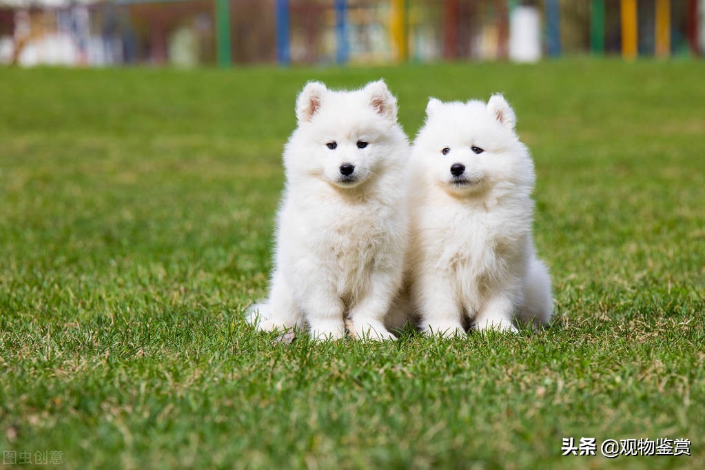 常见狗的种类和特点介绍,体型大的狗狗