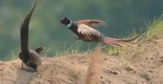 山东曹县为87名无名烈士寻亲找家,曹县孙智敏