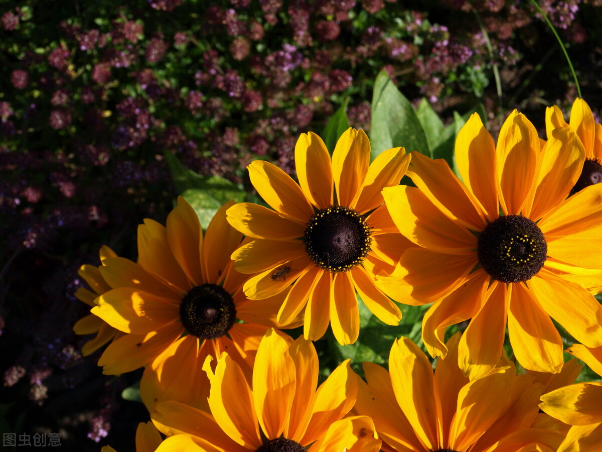 （五百四十五）牵线