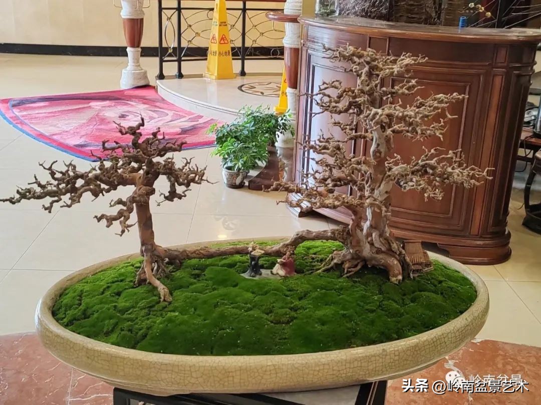 “不忘初心，开拓进取”——中山盆景协会第八届会员活动圆满成功