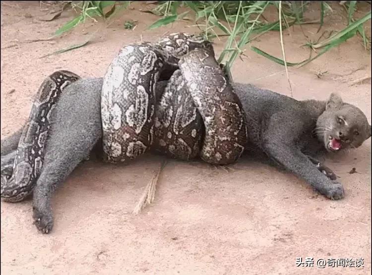 凶残的动物捕猎现场,盘点动物捕猎瞬间的迷惑行为