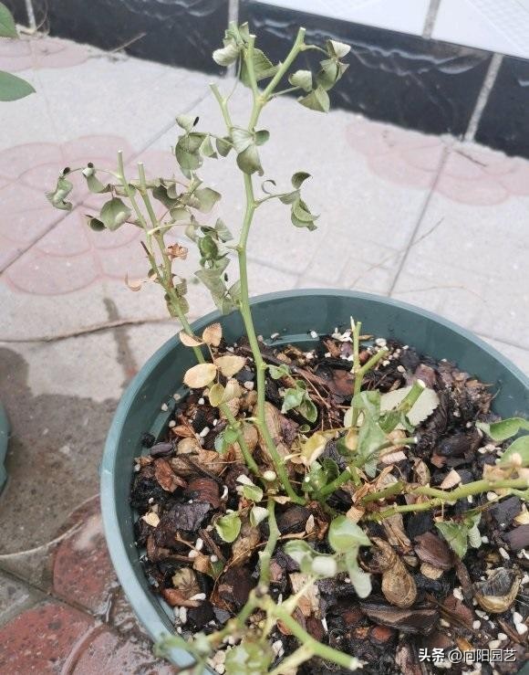 月季不发芽怎么处理,月季扦插用蛭石还是用水泡生根快