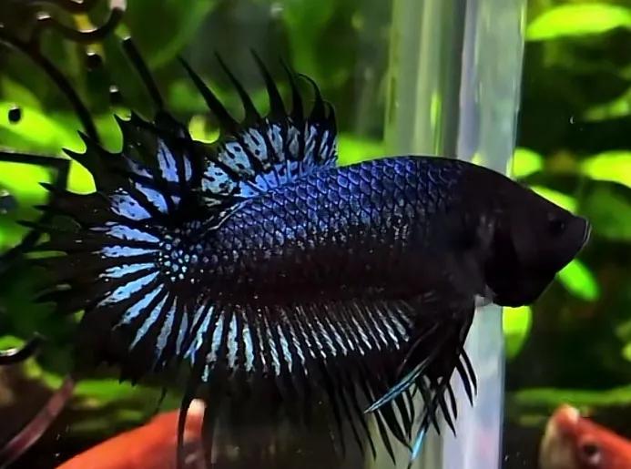 泰国斗鱼好养还是中国斗鱼好养,泰国斗鱼能和中国斗鱼养一起吗