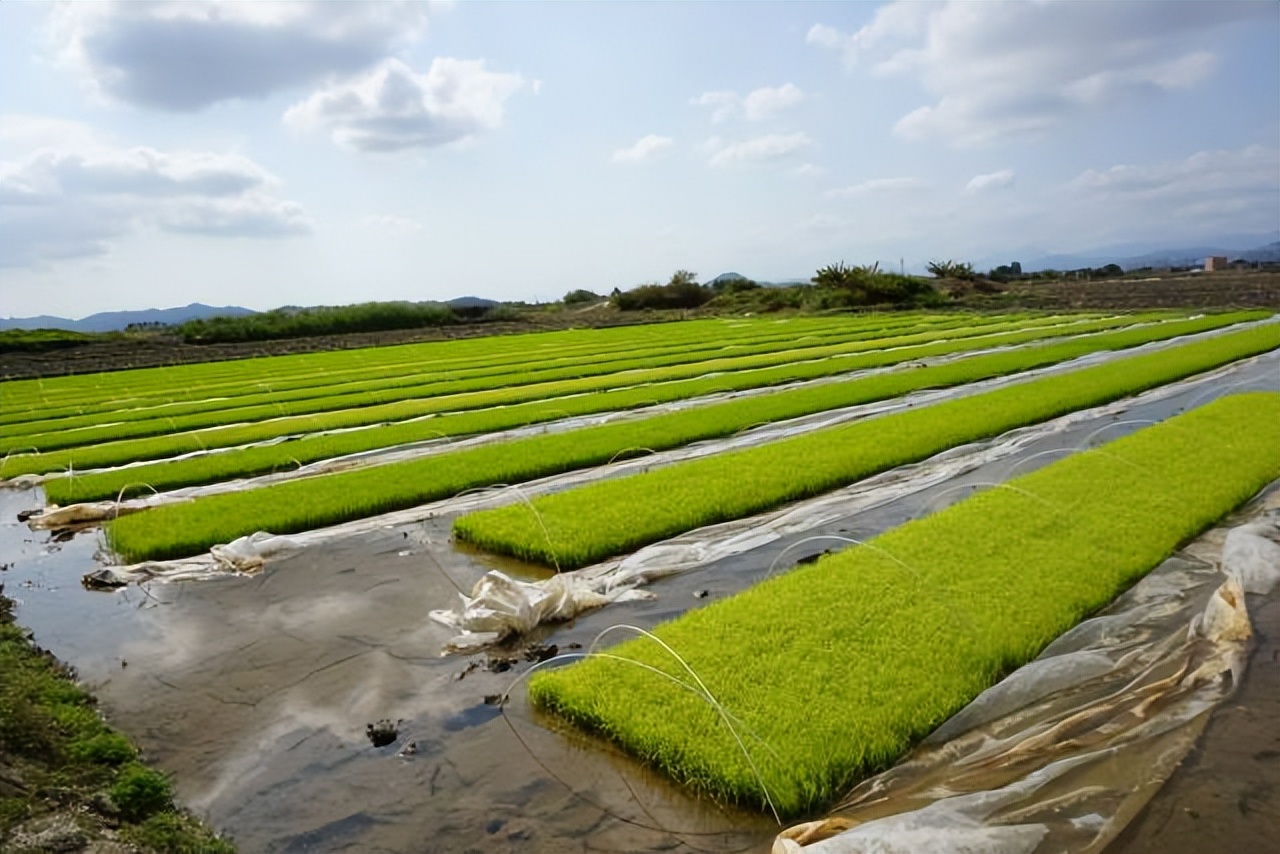 汕尾市农业水稻种植,汕尾水稻种植