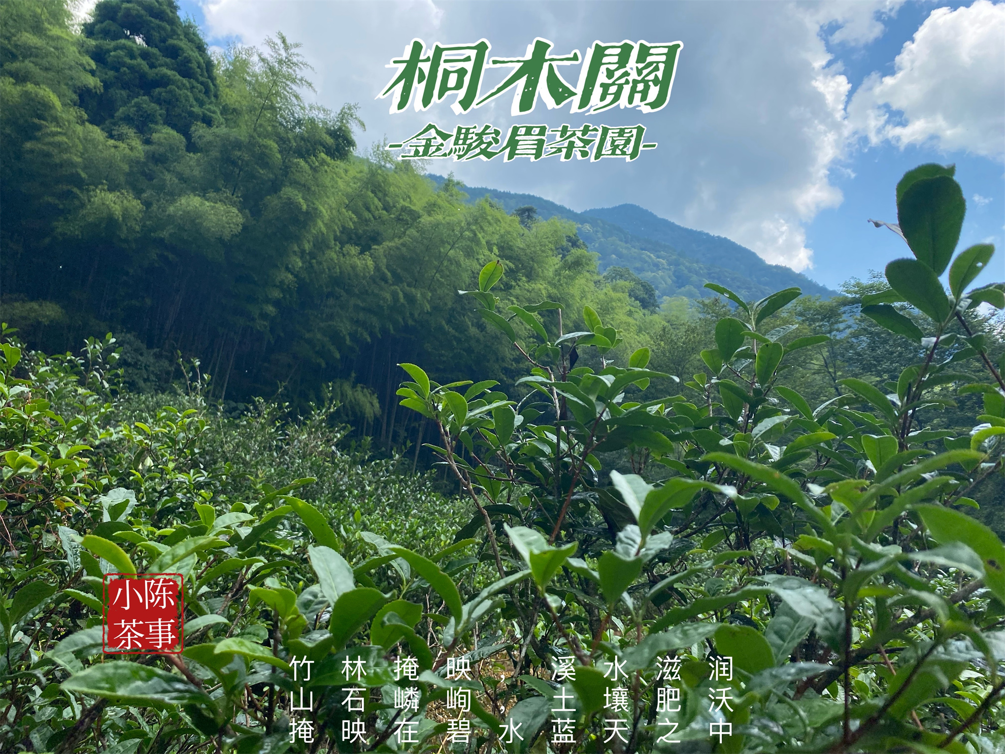 福建武夷山高端红茶金骏眉冲泡,一万多块一斤的茶叶