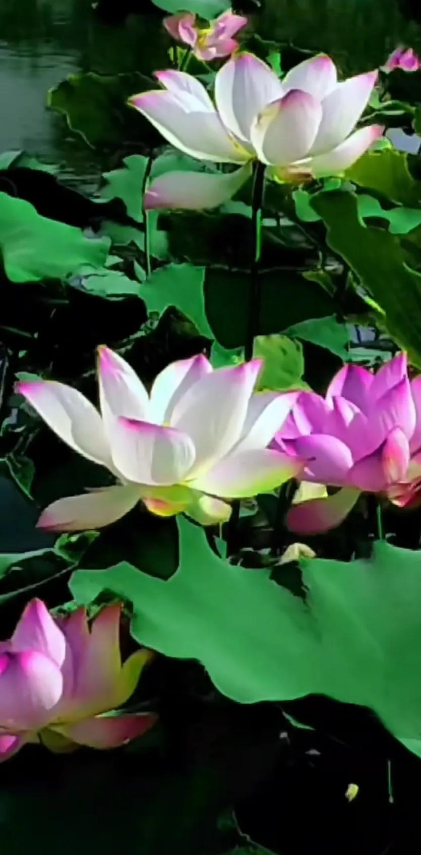 夏日美丽的荷花图片,荷花图片配上字映日荷花别样红