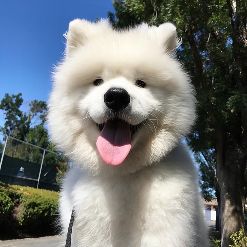 你认识多少种极具攻击性的狗,这3种狗很可怕有钱都不建议养