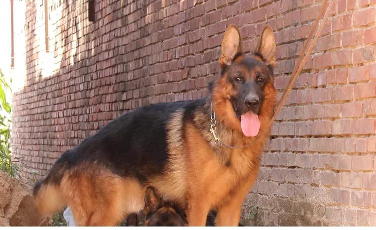 德国牧羊犬怀孕前的预兆,德国牧羊犬孕育期还打针吗