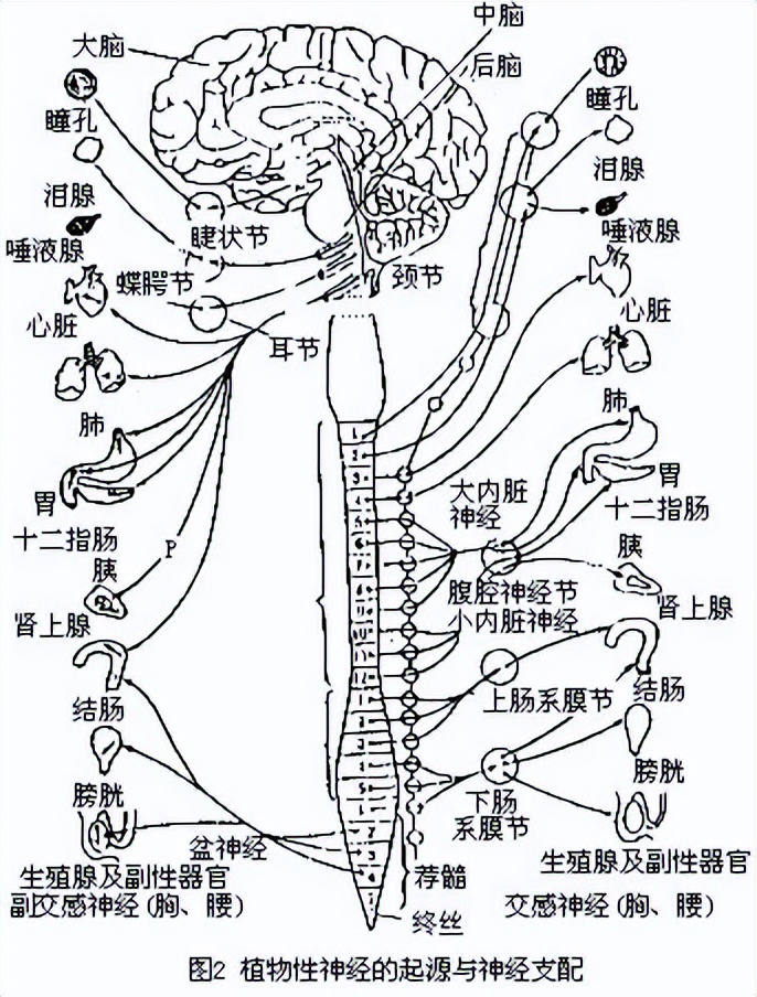 人为什么会晕车视频,人为什么会晕车怎么才能不晕车
