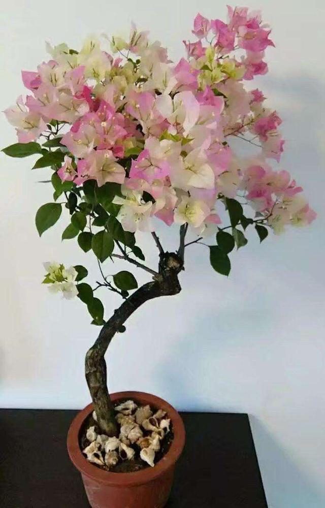 10种公认最好养的花三角梅,十种勤花三角梅