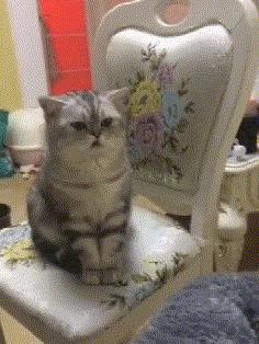 表面上可爱其实背地里也沙雕,表面萌萌哒