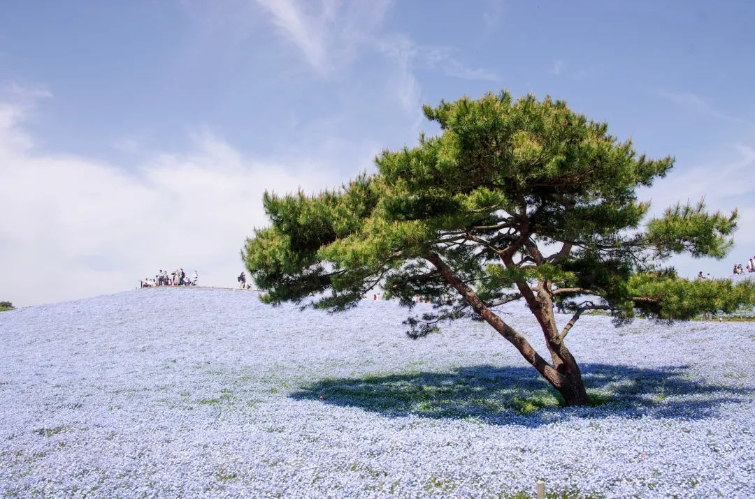 从北到南看日本｜第八期：茨城县深藏多个宝藏拍照打卡点
