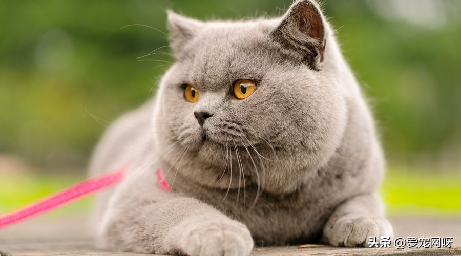 猫咪品种大全及图片,猫咪品种大全视频