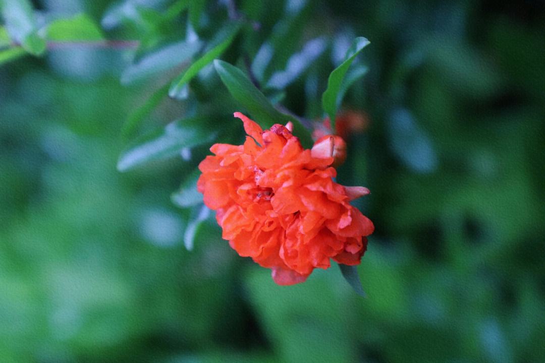 石榴花诗句大全,石榴花诗词最著名的几首