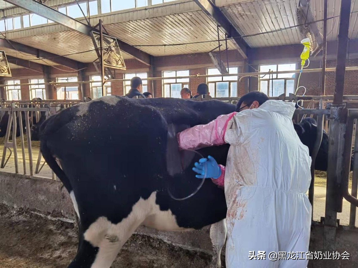 奶牛真胃移位怎么回事,奶牛真胃扩张的症状治疗方法