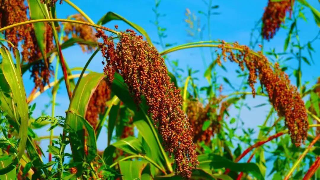 庆丰收迎盛会，首届古蔺高粱丰登节将于8月20日上午8点开幕