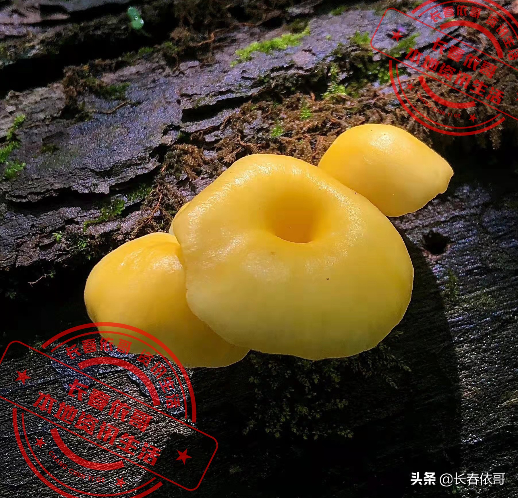 长白山脉的野山珍红蘑,纯天然大山里的野生菌类榛蘑