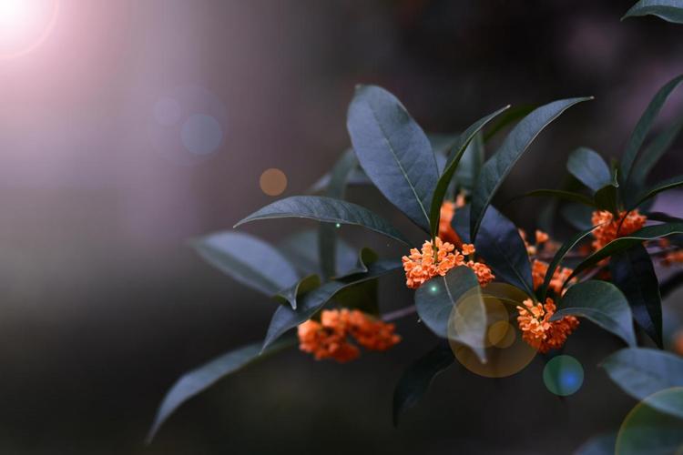 六桂福珠宝传承系列,六桂福珠宝文化