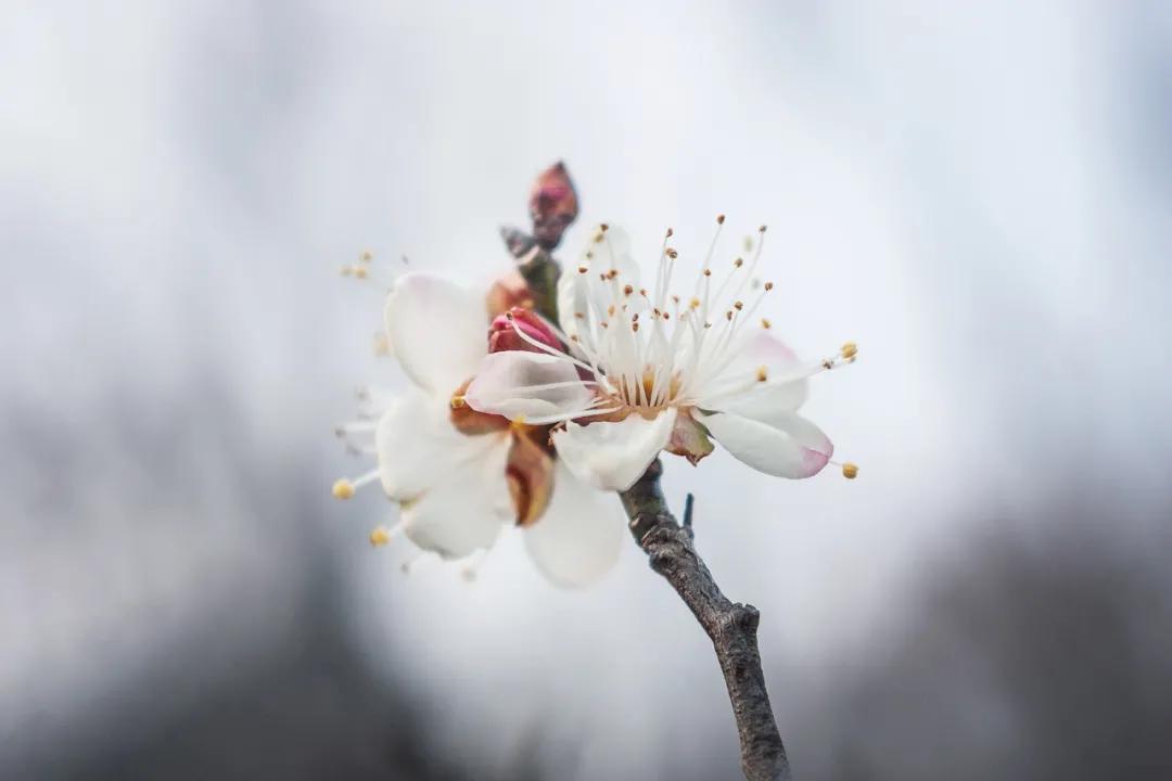 梅花可以泡水吗有毒吗,什么梅花可以入药