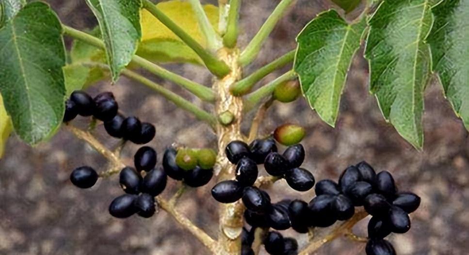 鸦胆子可以用来治疗尖锐湿疣吗？