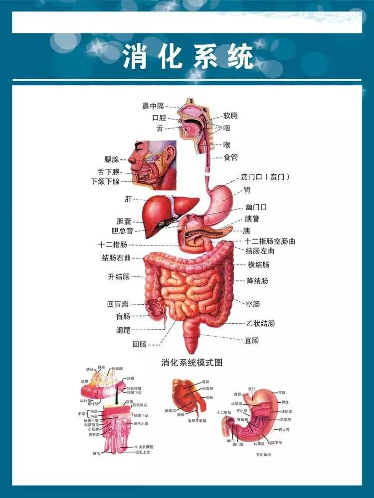 人体食物消化整个过程图,食物在体内的消化过程真实视频