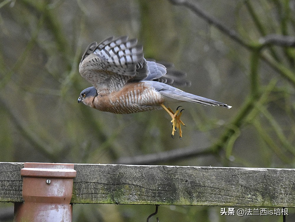 杭州农场鸡窝闯入“怪家伙”！眼神犀利长相凶猛，翻身鹞子就是它