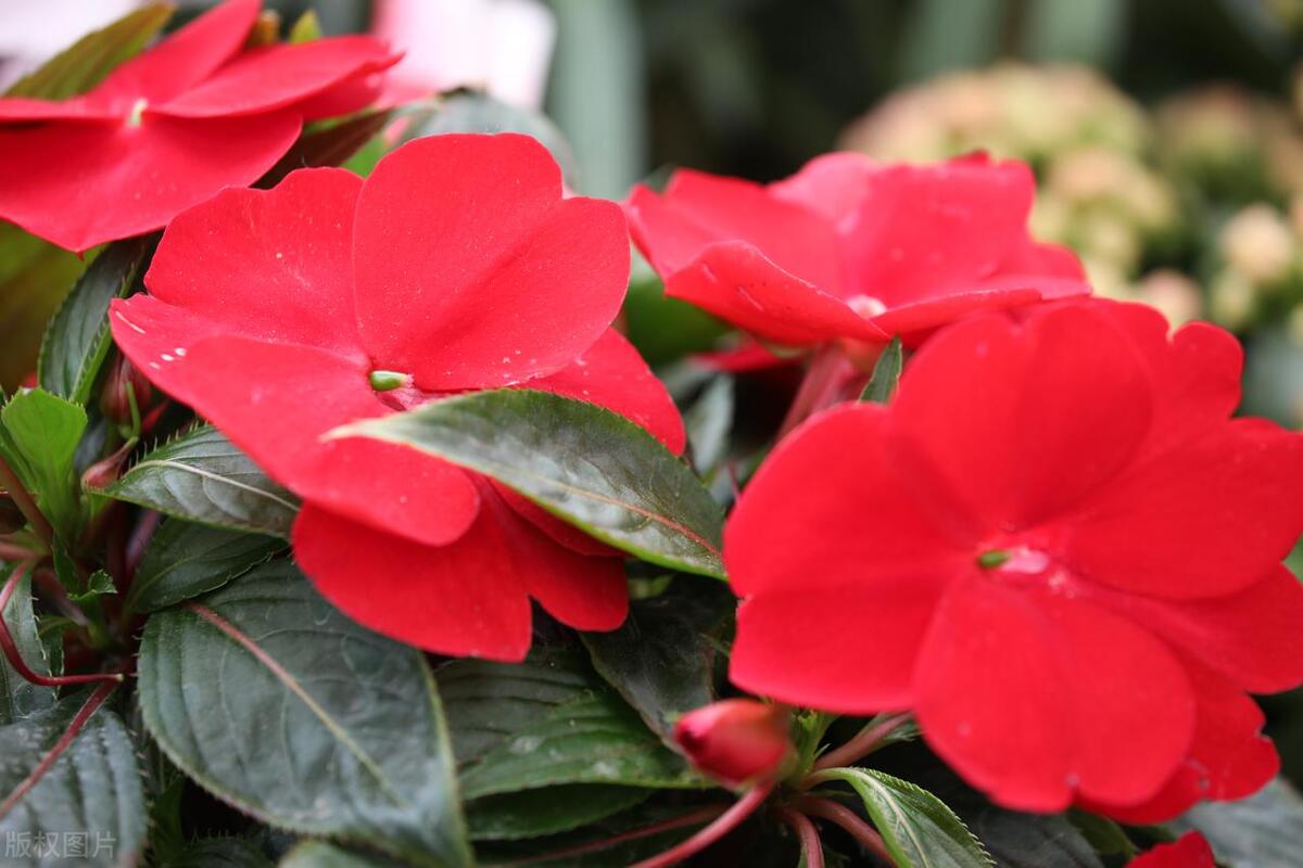 一般的蛇最怕的是什么,蛇最怕一个东西是什么