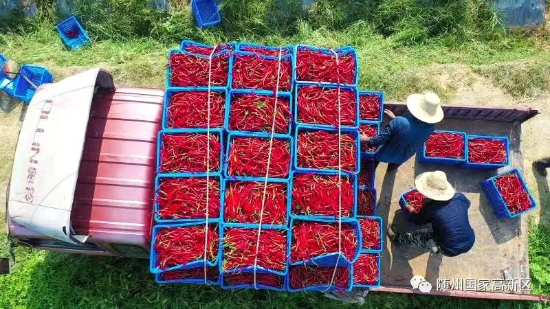 蝶变跃升五大行动,蝶变跃升