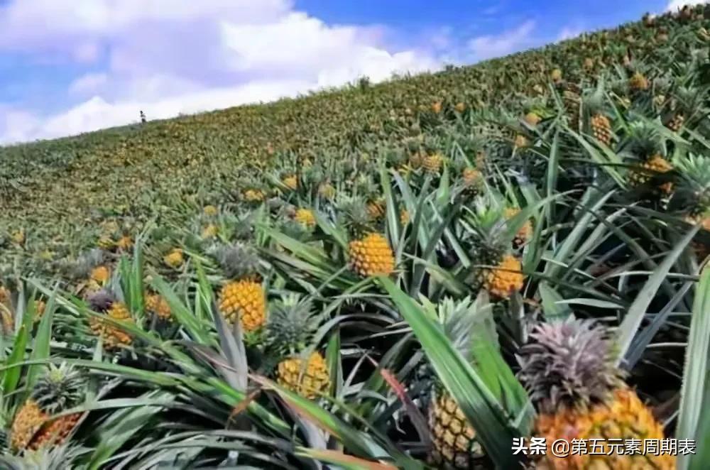 你所不知的巴拉圭冷知识,你不知道的冷知识视频