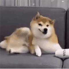 交友聊天第一个表情包,年底回家相亲表情包