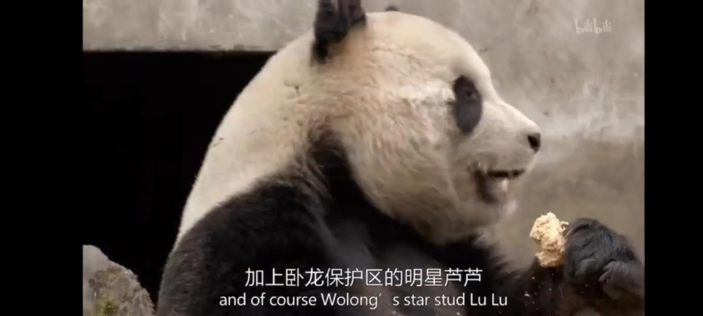 熊猫界几大家族,熊猫的种类有多少种