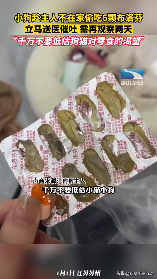 小狗不小心吃了三个布洛芬,小狗误吃六颗布洛芬