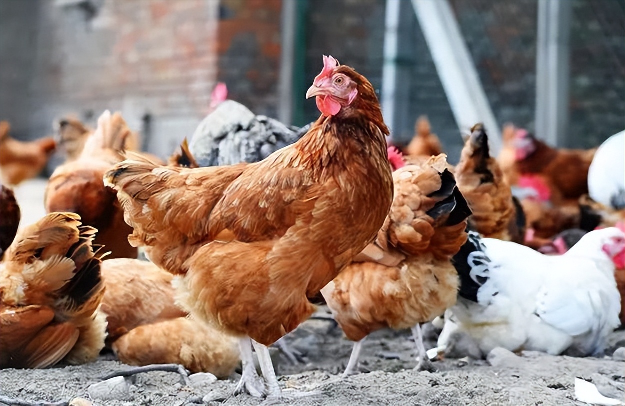 76岁农村大爷养鸡赚钱,小伙子在农村养鸡致富