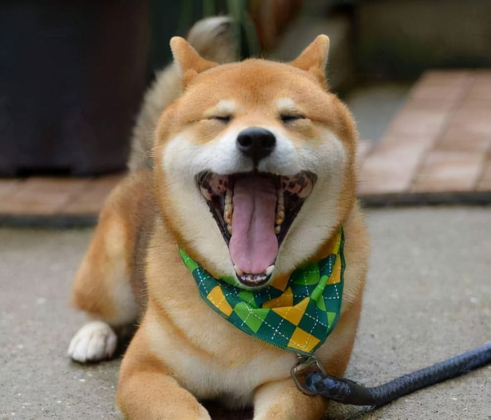 狗狗窒息急救法关键时候能救命,狗狗窒息急救法