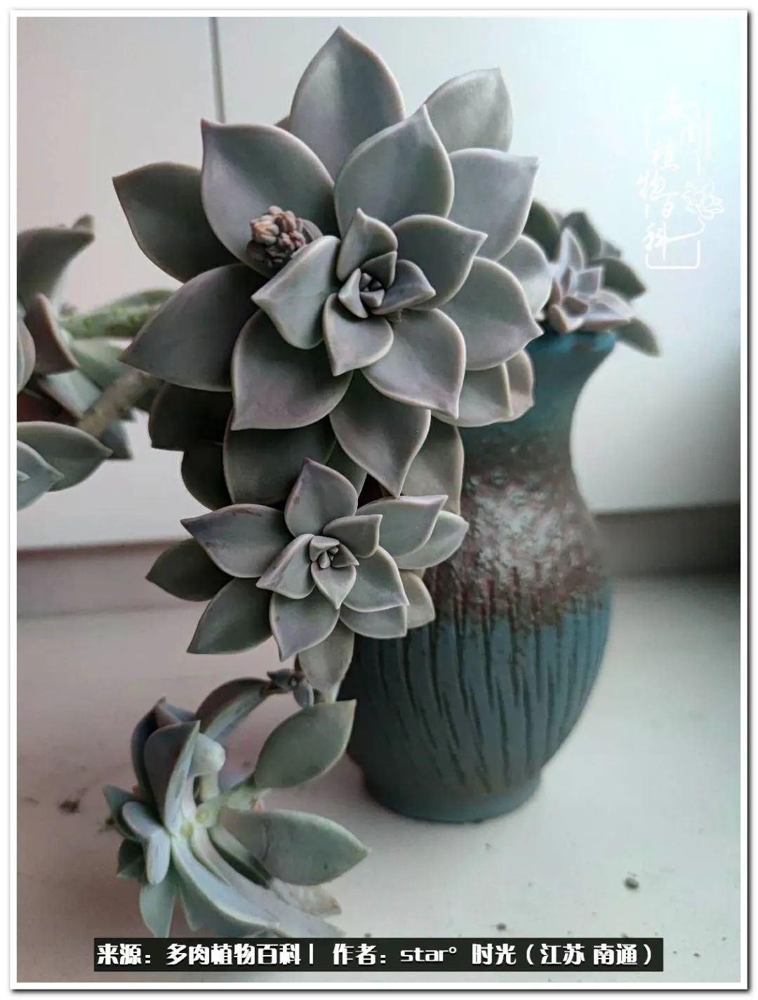 养花草怡心怡情,一棵多肉治愈心情