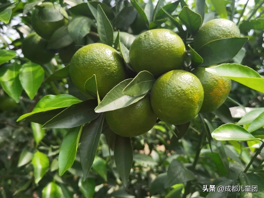 成都温江橘子采摘园推荐10月份,江苏附近橘子采摘园有哪些地方